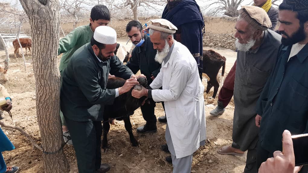 آغاز پروگرام تطبیق واکسین انتروتوکسیمیا و دیوار منگ موشی در پروان