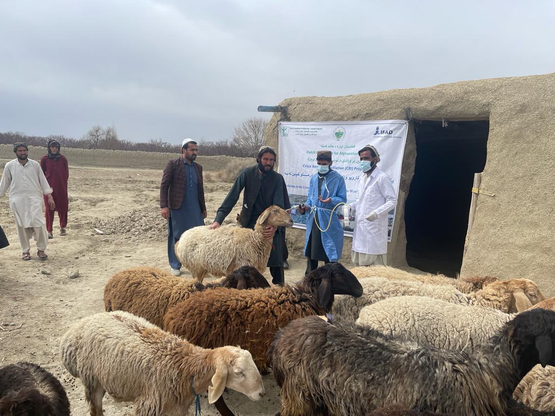 پکتیکا کې لسګونه زره څاروي وقایه کېږي
