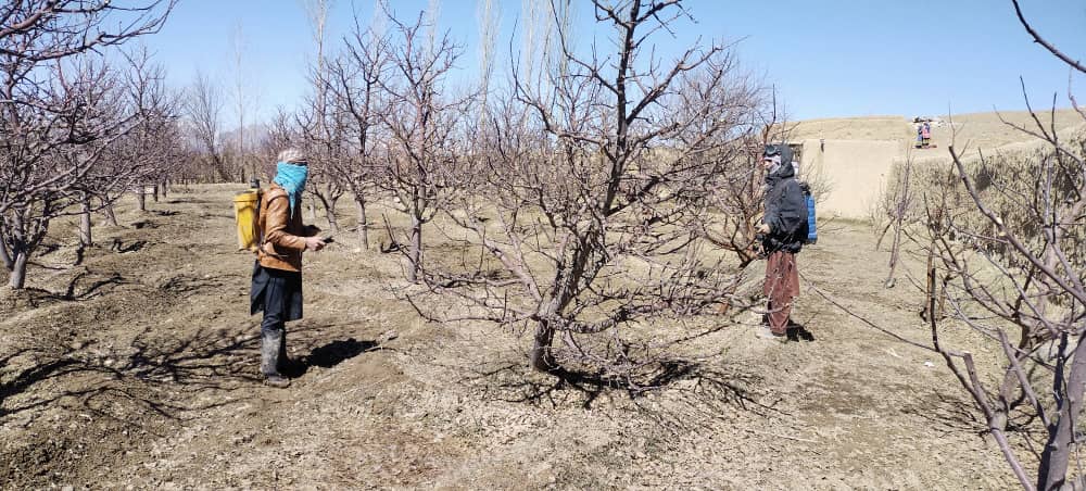 استعمال ادویه ترکیبی لایم سلفر بالای ۸ هزار و ۵۰۰ اصله نهال مثمر در ولسوالی خاکجبار ولایت کابل