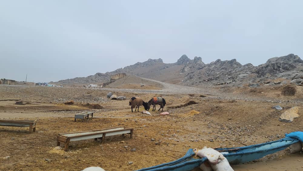 کندهار کې پر زیانمنو مالدارانو د څارویو خوراکي توکي وېشل کېږي