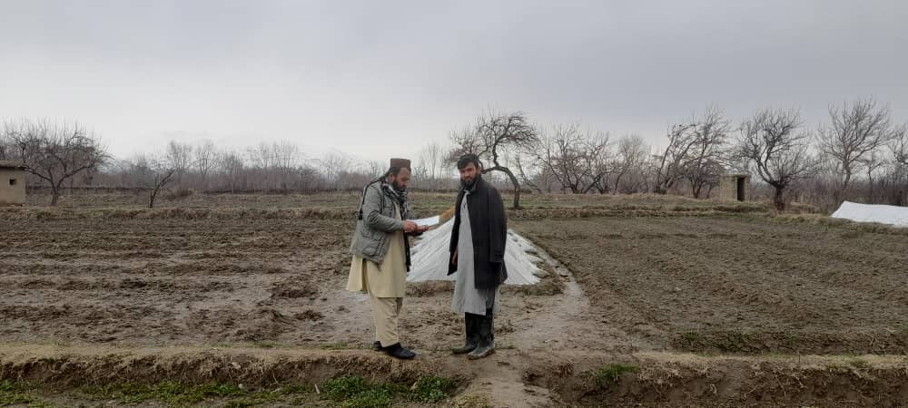 ارائه مشورههای فنی و مسلکی برای سبزیکاران مرکز ولایت پروان