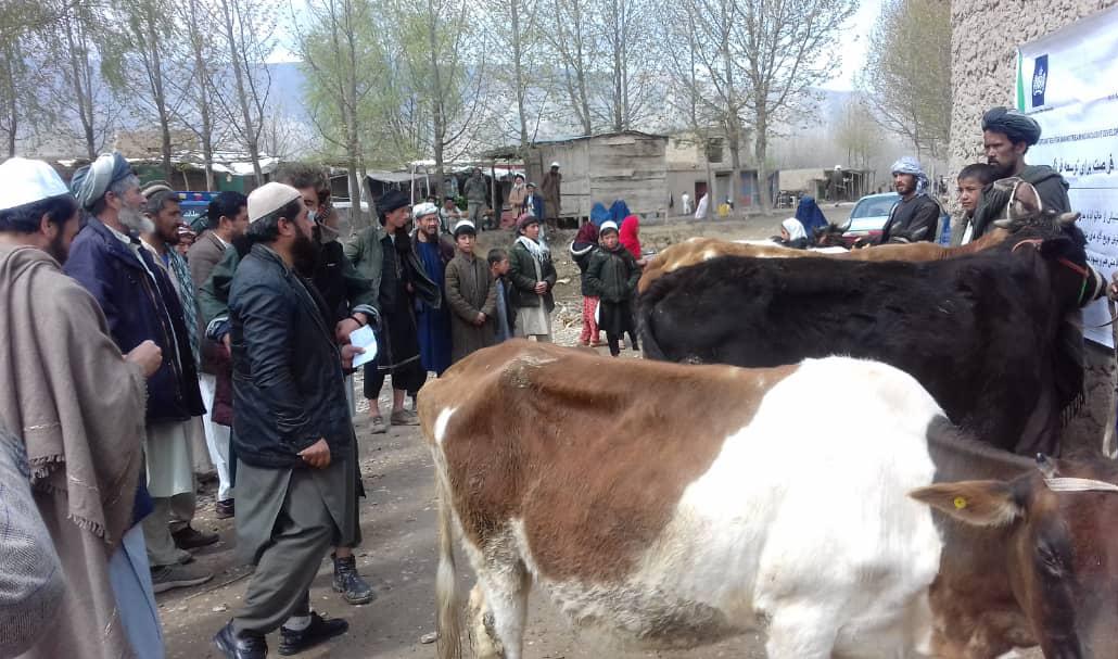 توزیع گاو شیری برای شماری از باشنده گان ولسوالی بهارک ولایت تخار