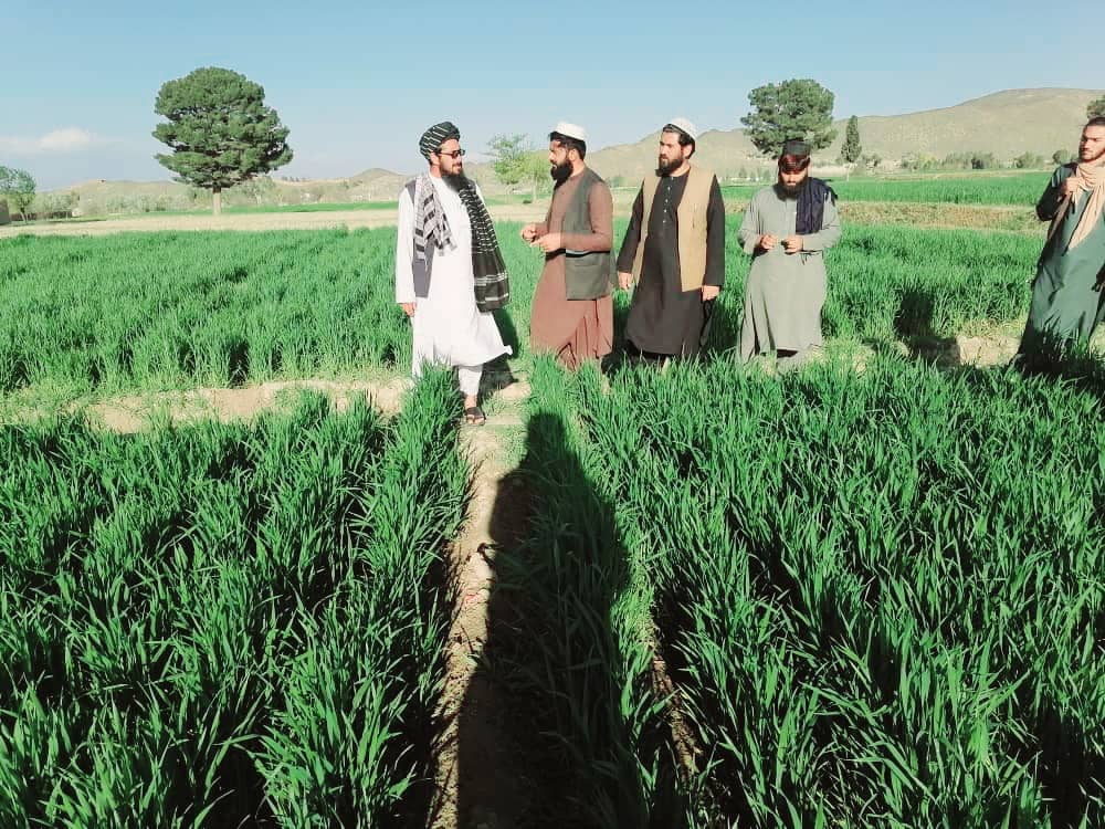 د خوست جوارسل څېړنیز فارم کې پر بېلابېلو بوټو څېړنې روانې دي