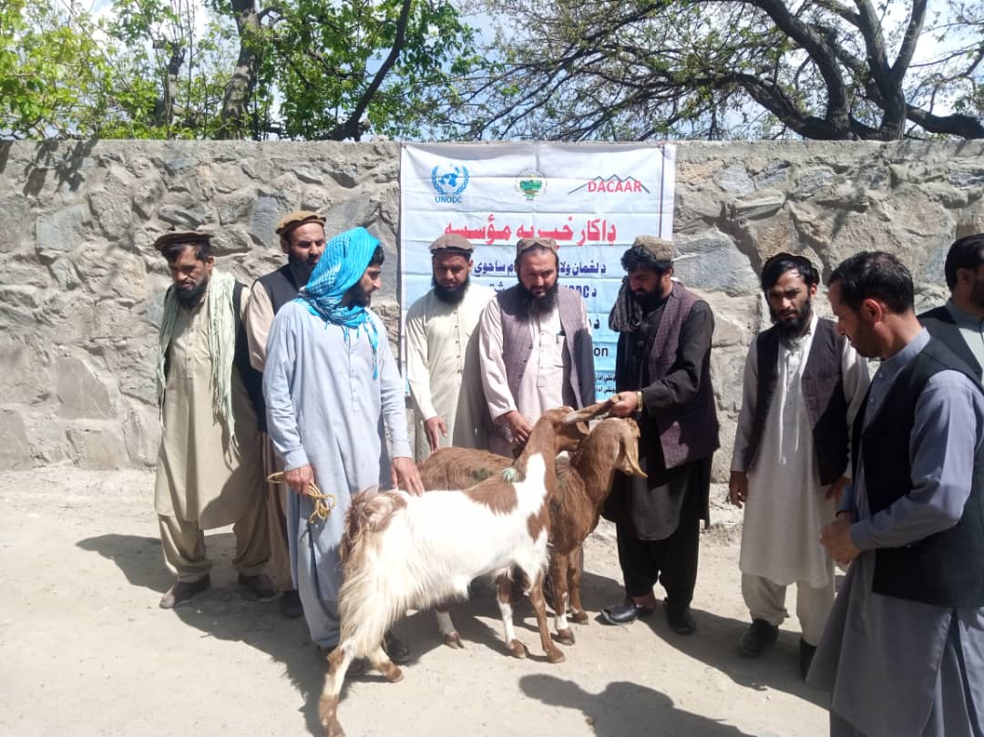 د لغمان علینګار کې پر ۳٠ کورنیو وزې ووېشل شوې