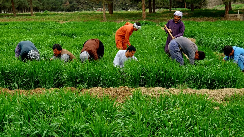 جریان کنترول گیاهان هرزه از تجارب تحقیقاتی اصلاح گندم وهمچنان تجارب تحقیقاتی گندم در مناطق  نیمه مرطوب فارم تحقیقات زراعتی پوزه ایشان ولایت بغلان به روایت تصویر