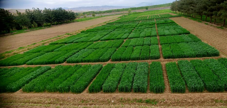 جریان کنترول گیاهان هرزه از تجارب تحقیقاتی اصلاح گندم وهمچنان تجارب تحقیقاتی گندم در مناطق  نیمه مرطوب فارم تحقیقات زراعتی پوزه ایشان ولایت بغلان به روایت تصویر