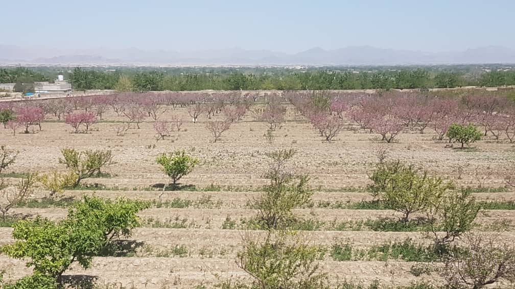 د کندهار کوهکران څېړنیز فارم تخریب شوي سیمې ورغول شوې