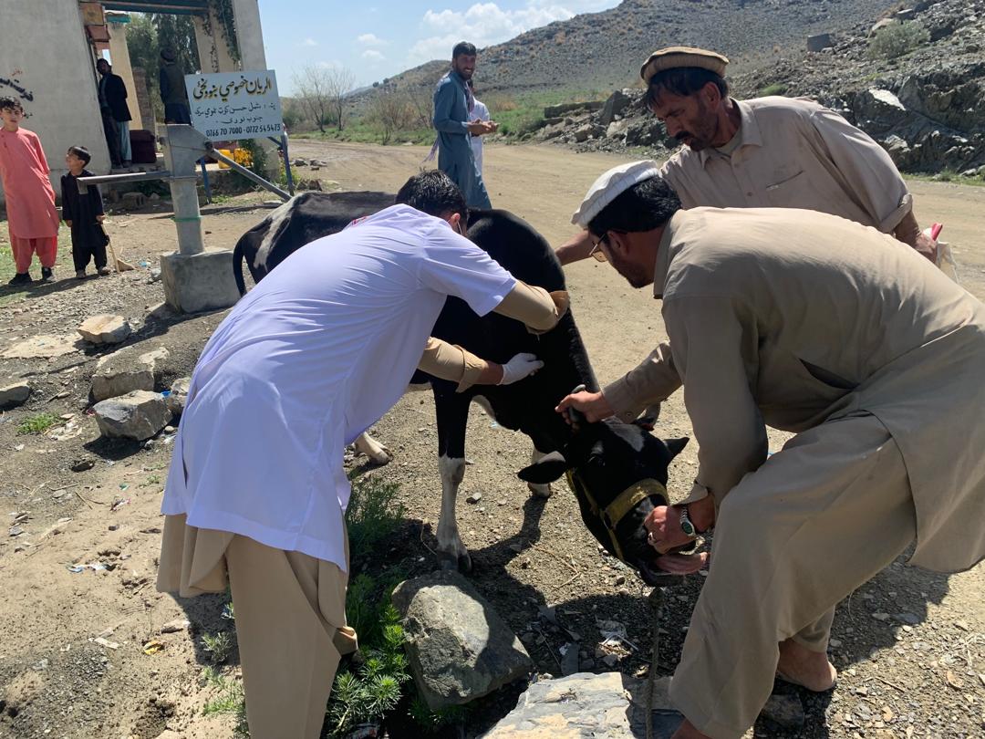 خوست کې سلګونه مالداران ورزول شول