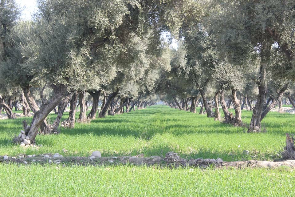 د ننګرهار کانال شرکت: د زیتونوتېل سږنۍ تولید به ۱۸۹ زره لیټره وي