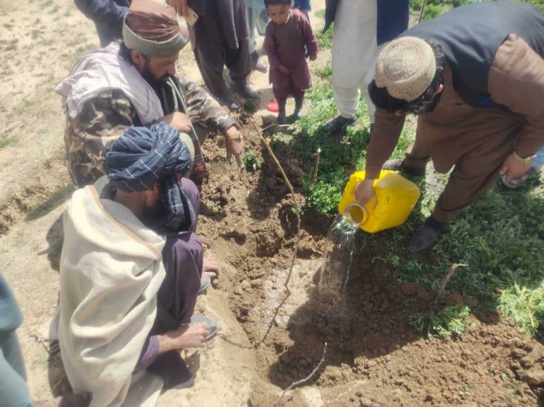 پکتیکا کې پر یوشمېر کروندګرو زرګونه نیالګي ووېشل شوه