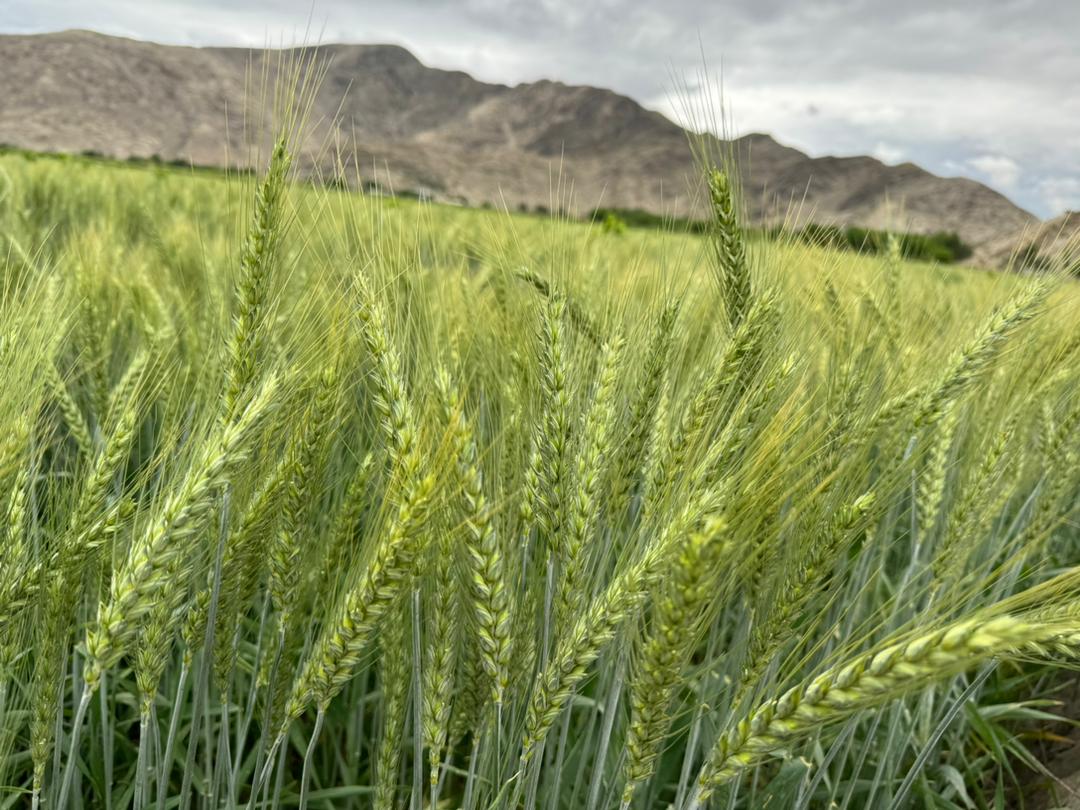 دننګرهار کانال شرکت په زرګونه جریبه ځمکه کې اصلاح شوي غنم کرل شوي