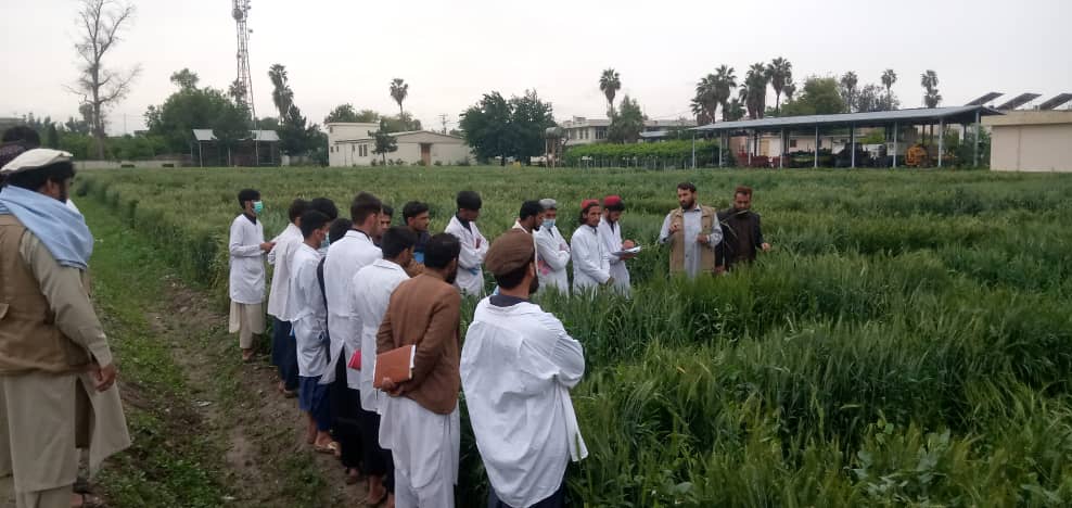 د ننګرهار کرنې ریاست څېړنیز فارم کې زده کړیالانو ته د عملي زده کړې زمینه برابره شوې