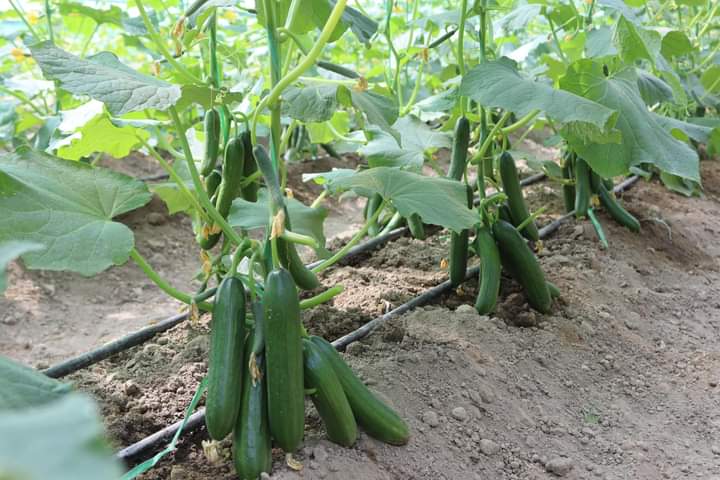 د ننګرهار کانال شرکت کې د هېواد په کچه د سبو اصلاح شوي تخمونه تولیدېږي 