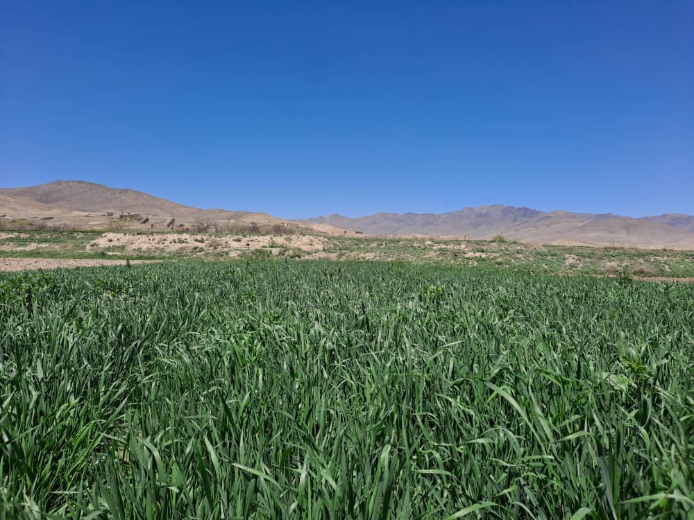 میدان وردګو کې پر سلګونه جریبه ځمکه د غنمو اصلاح شوي تخمونه کرل شوي