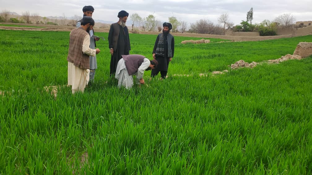 اروزګان کې پر سلګونه جریبه ځمکه د غنمو اصلاح شوي تخمونه کرل شوي
