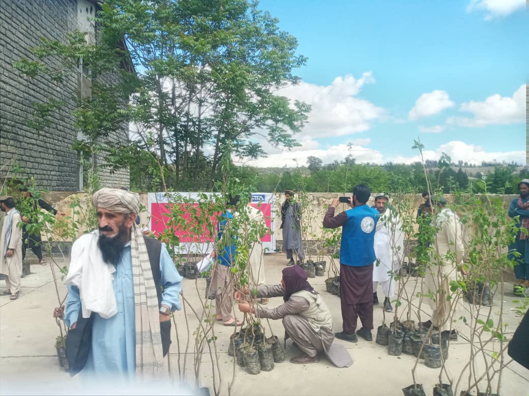 خوست کې د املوکو لسګونه جریبه بڼونه جوړېږي