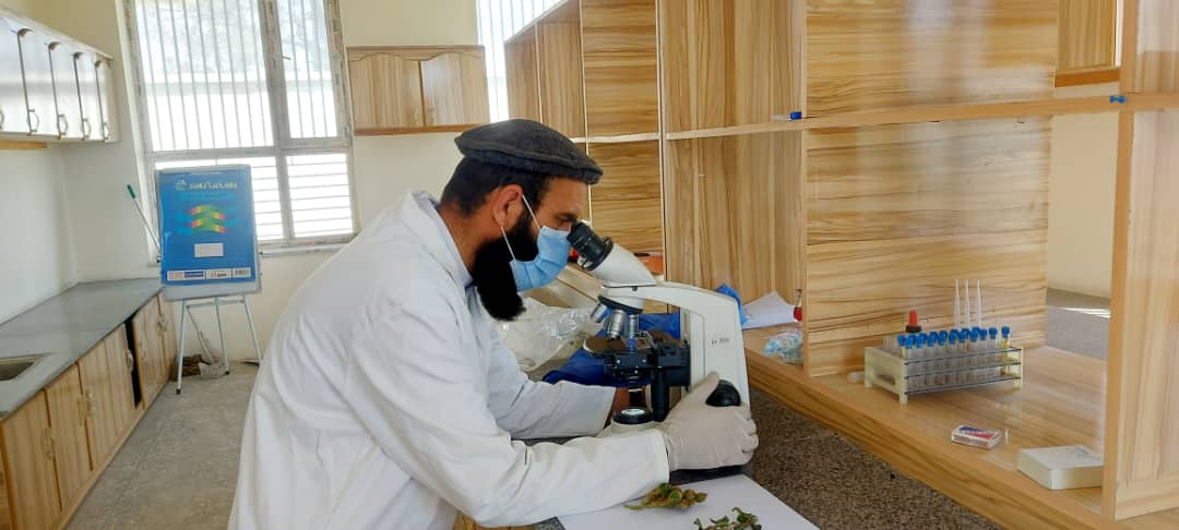 خوست کې له نباتي ناروغیو سره د مبارزې په موخه ګرځنده ټیم جوړ شو