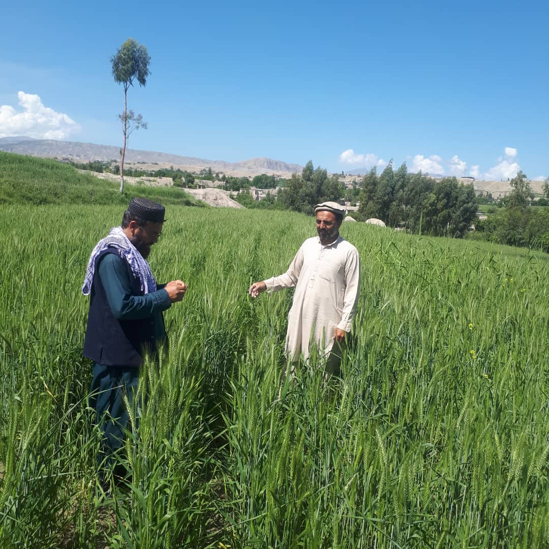 د کابل سروبي کې د غنمو ننداریزې کروندې جوړې شوي دي