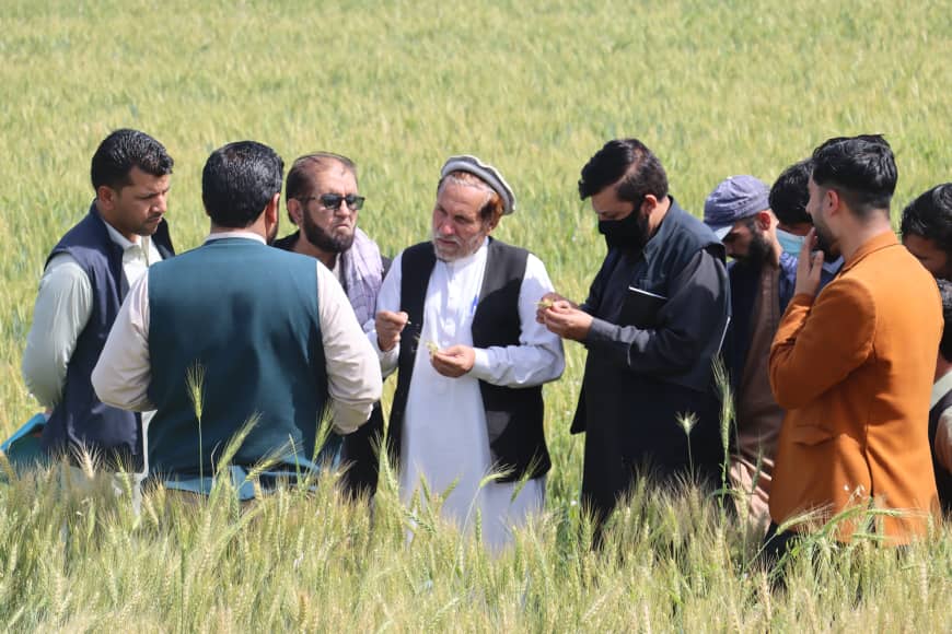 ننګرهار کې د ختیځ زون په کچه د غنمو نمونو اخیستلو په موخه ۵۴ تنو ته روزنه ورکړل شوه 
