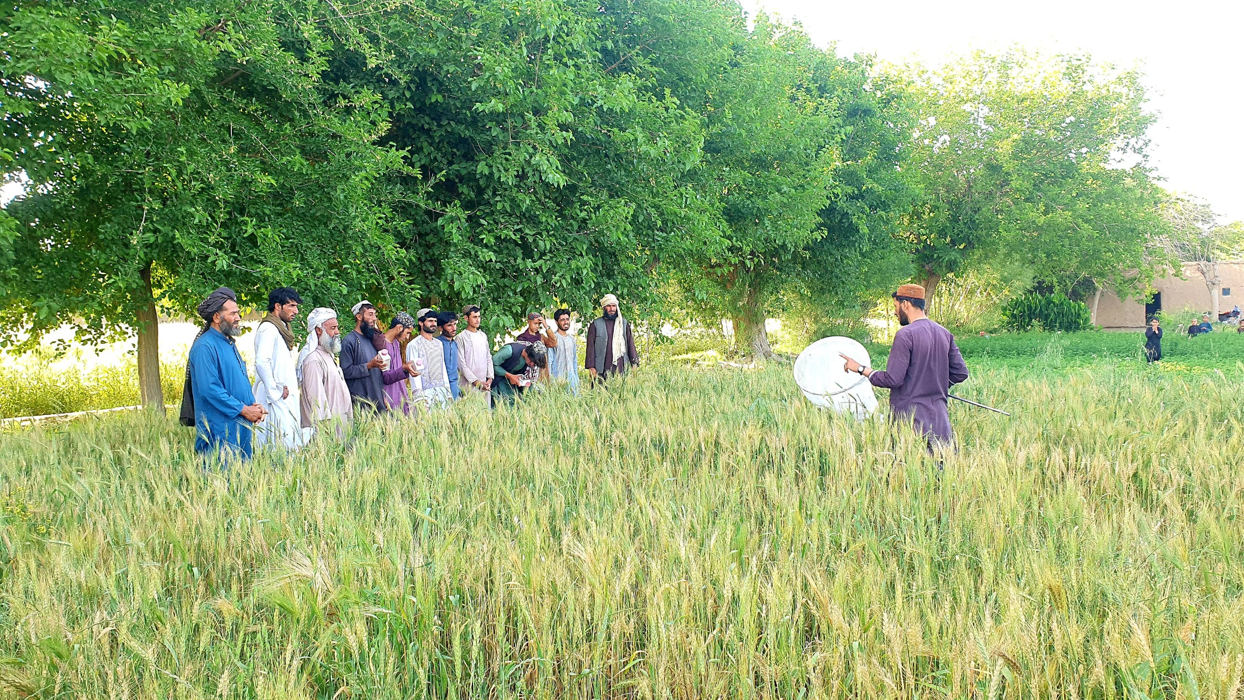 هلمند کې د غنمو کفشک حشرې او نورو نباتي ناروغیو د مخنیوي چارې پیل شوې