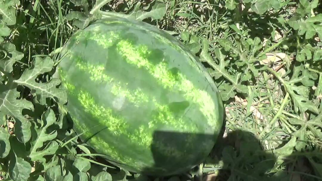 ننګرهار کې به سږ کال نږدې ٨٤ زره ټنه د هندواڼو حاصلات ترلاسه شي