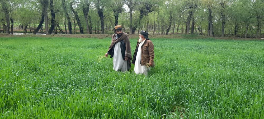 لوګر کې د غنمو کروندو او حاصلاتو کې زیاتوالی راغلی