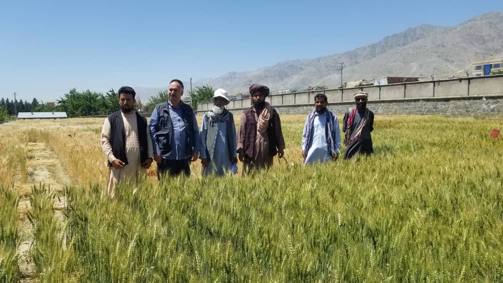 بازدید مسوولان موسسه تیکا و آی. اچ. اچ  از مرکز آموزشی و تحقیقاتی ریاست زراعت ولایت پروان
