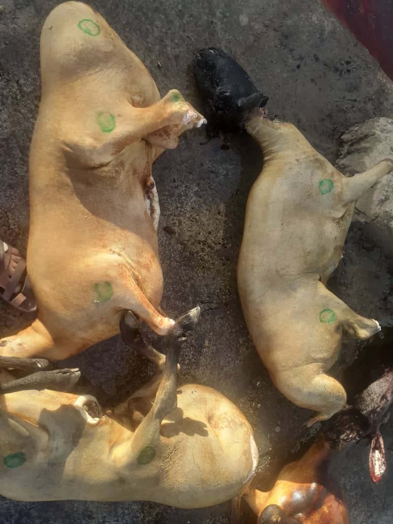 د هلمند ولایت مرکز لښکرګاه ښار کې په دوامداره توګه د څارویو حلالولو ځایونه څارل کېږي