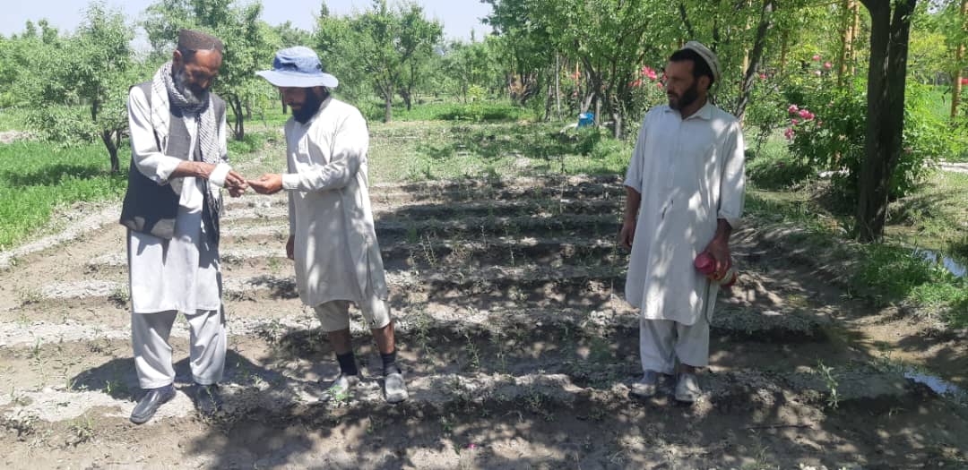 کابل کې یوشمېر بڼوال وروزل شول