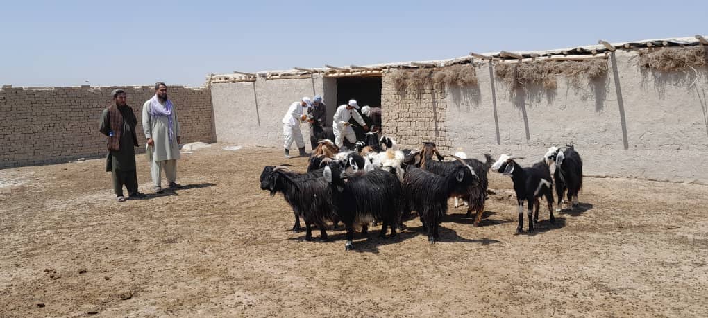 واکسین نزدیک به ۳ هزار حیوان در ولسوالی بلخ ولایت بلخ