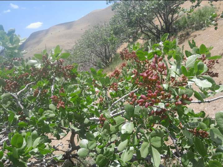 افزایش ۳۰ درصدی حاصلات پسته در ولسوالی کوهستان ولایت فاریاب