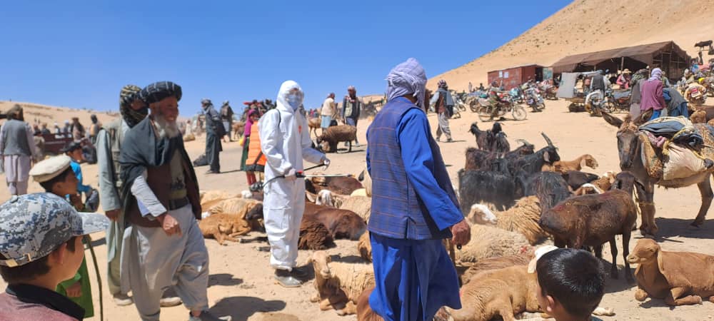کمپاین مجادله علیه بیماری تب خون دهنده کانگو در ولایت غور رسما آغاز شد