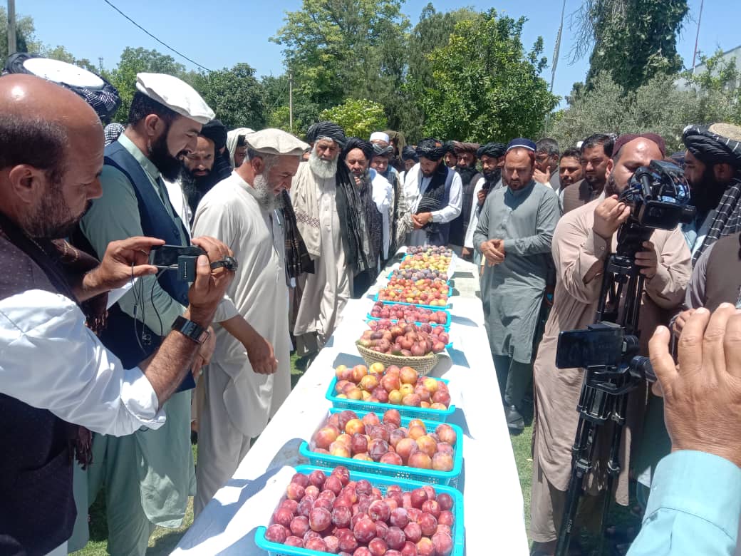 ننګرهار کې د تازه مېوو یو ورځنی نندارتون دائر شو
