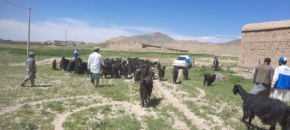 د میدان وردګو سیدآباد کې پر ۸٠ کورنیو وزې ووېشل شوې