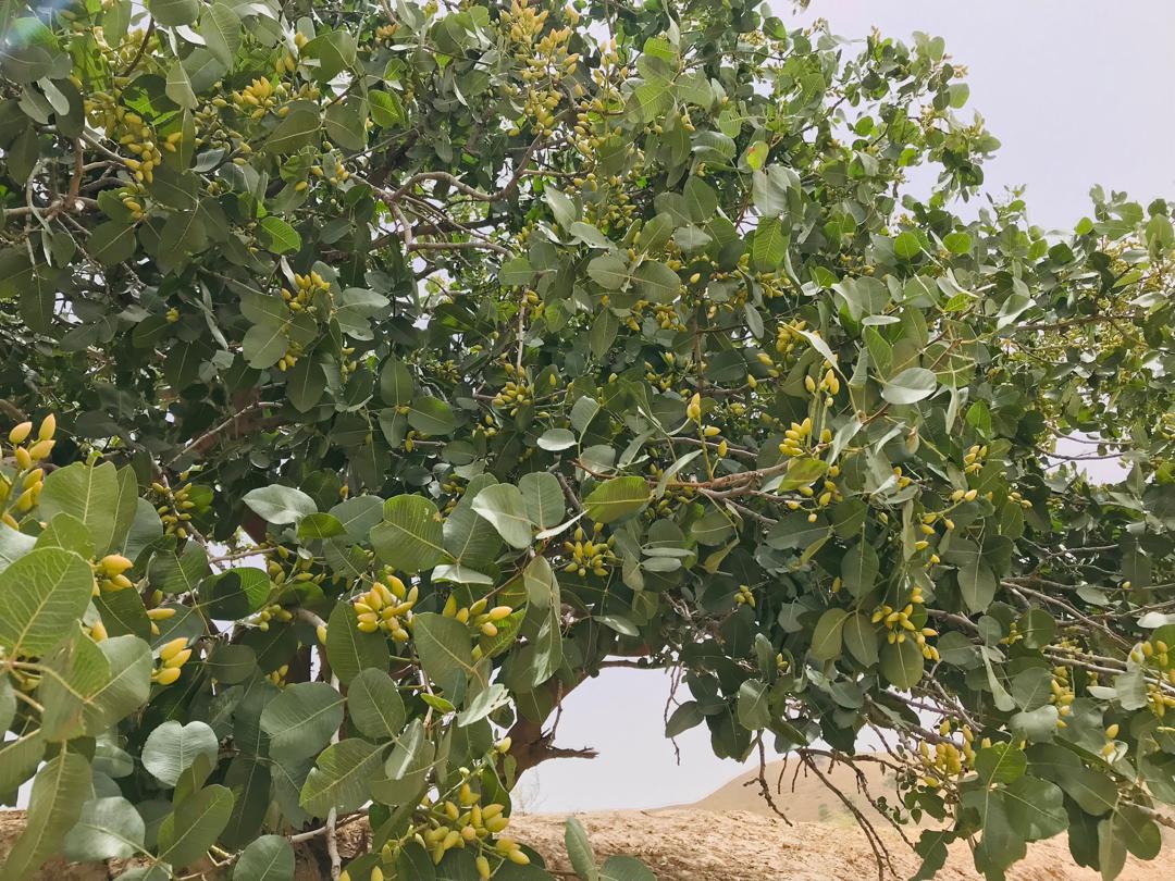 بررسی وضعیت جنگلات ولسوالی خواجه غار ولایت تخار