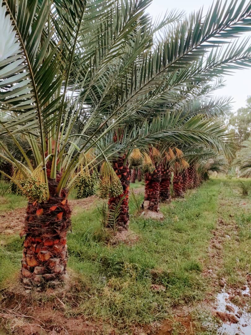 ننګرهار کانال شرکت: سږکال د ننګرهار خرما بڼ حاصلاتو کې د پام وړ زیاتوالی راغلی دی
