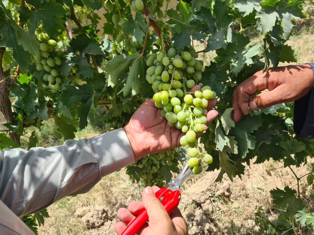 د کندهار شپږو ولسوالیو کې یوشمېر بزګران وروزل شول