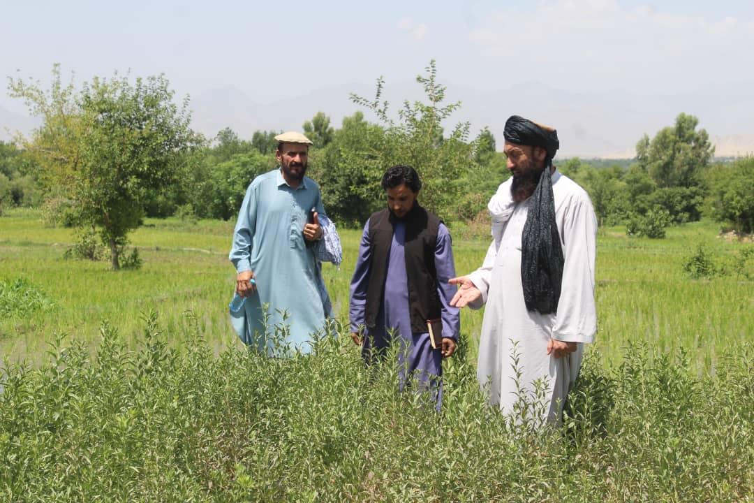 لغمان کې د نیالګیو د تولید په پار د ۴۹ شنوخونو چارې روانې دي