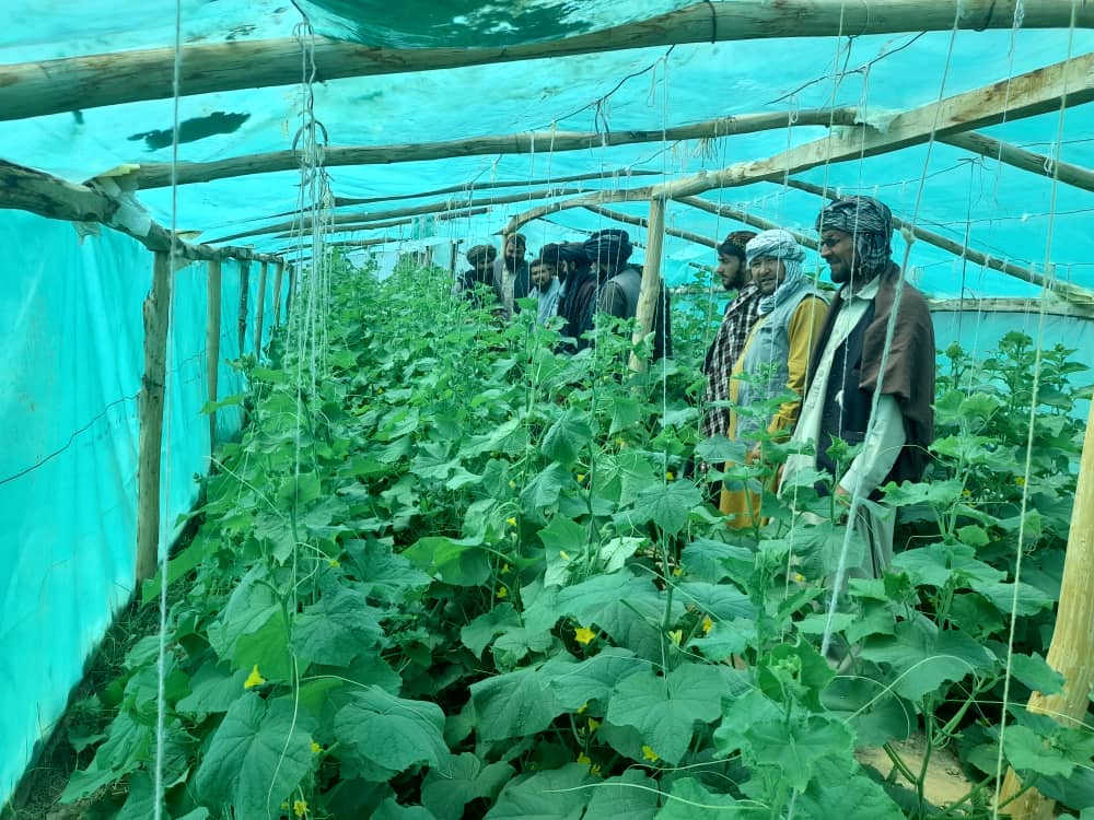 نظارت از جریان رفع حاصل بادرنگ سبز خانه ریاست زراعت ولایت غور