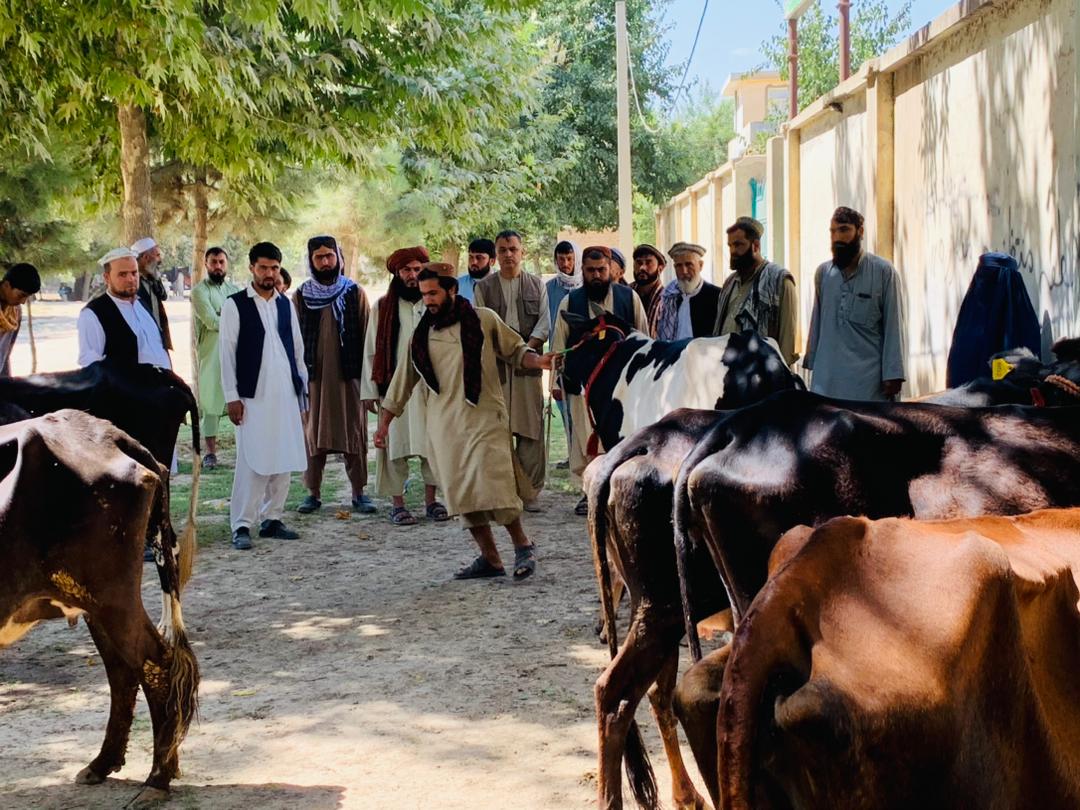 د کندز دوو ولسوالیو کې پر یوشمېر کورنیو غواوې ووېشل شوې