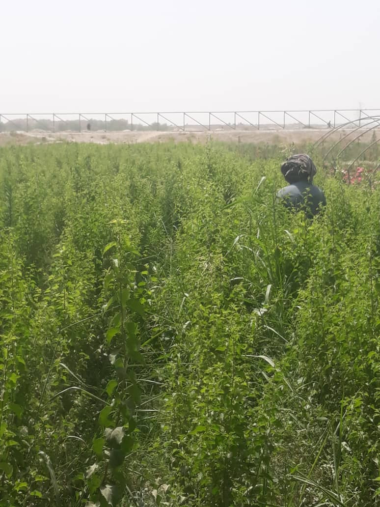 هلمند کې د زردالو زرګونه نیالګي روزل کېږي