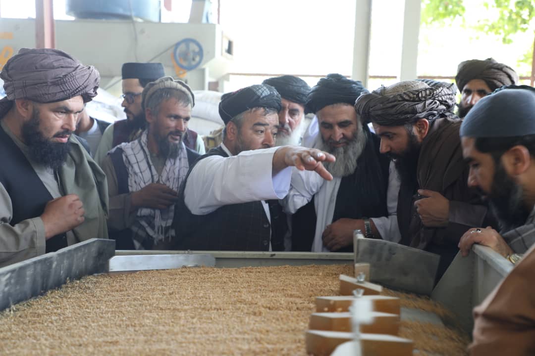 بازدید معین مالی و اداری وزارت زراعت از یک شرکت تولید تخم بذری گندم در پروان