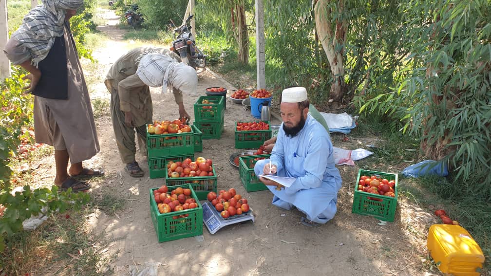 د کندهار کرنې ریاست کوهکران څېړنیز فارم کې پر یوشمېر بوټو څېړنې روانې دي