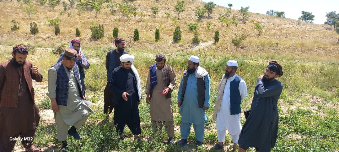 د غزني دکرنې رییس د جنګل باغ فارم او شنه کمربند څخه لیدنه وکړه