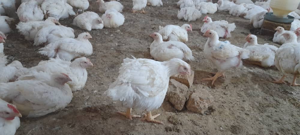 نظارت از ادویه فروشی و کلنیکهای حیوانی ولسوالی فیض آباد ولایت جوزجان