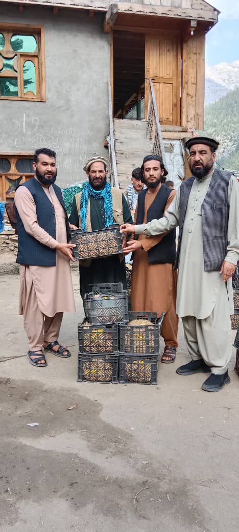 زعفرانو دودولو په پار هڅې؛ نورستان کې د زعفرانو پیاز ووېشل شو