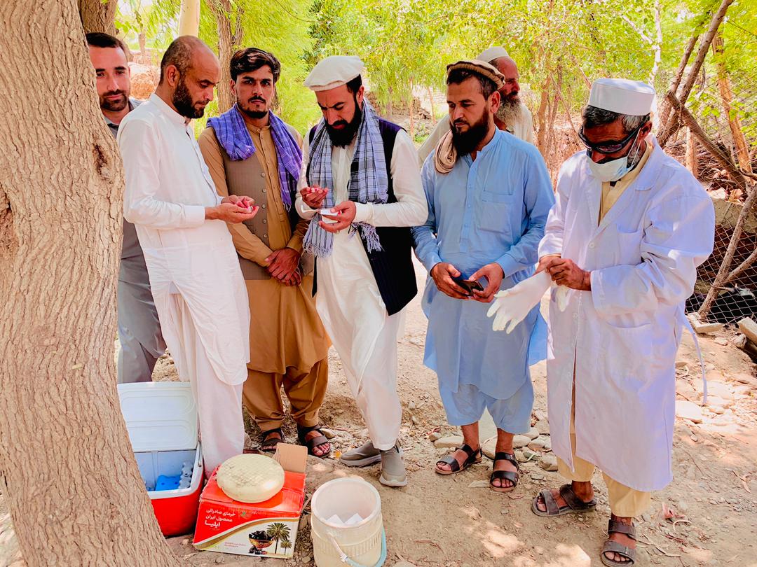 د ننګرهار نازیانو کې څارویو ته د چیچک ناروغۍ پر وړاندې د واکسینونو د تطبیق چارې پیل شوې