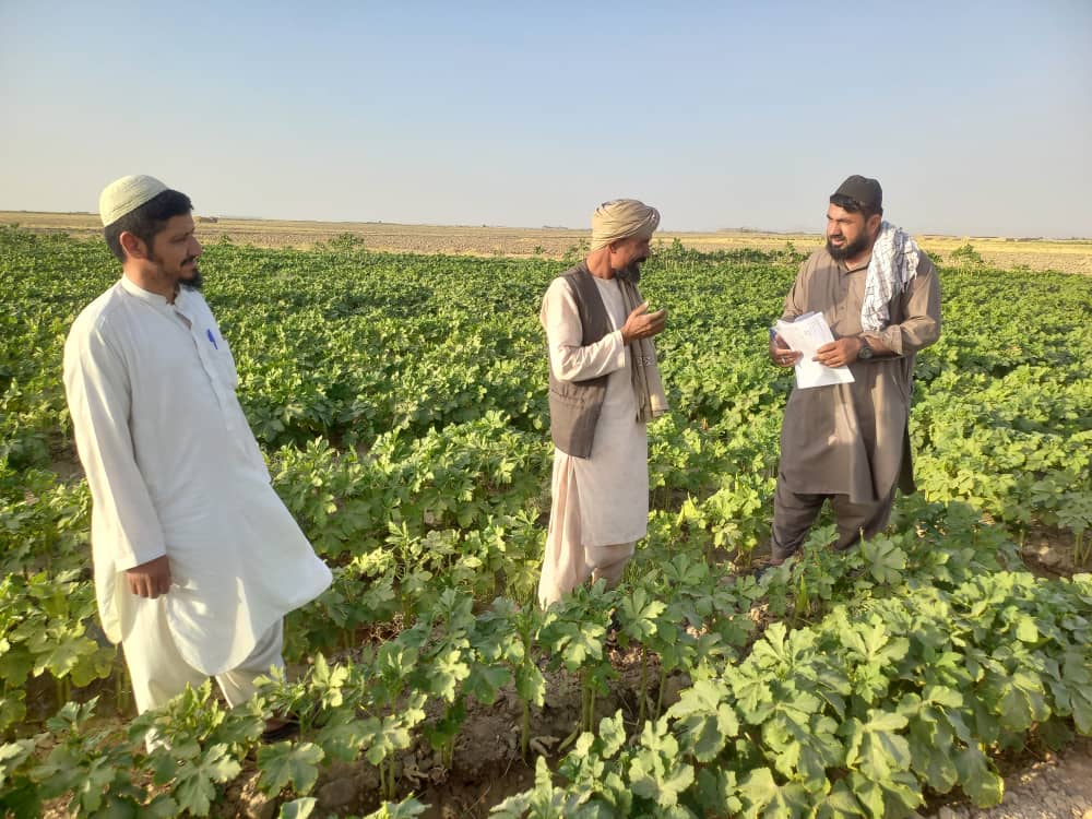 کندهار کې د نیالګیو روزنځایونو او سبو څخه څارنه او د مورنیو تخمونو نمونې واخیستل شوې