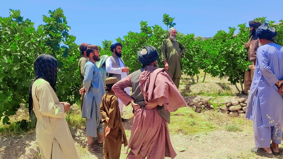 اروزګان کې انځرو ونو د ناروغیو مخنیوی په پار هڅې
