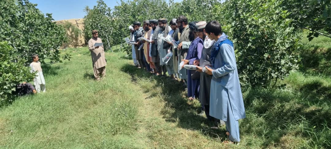 د کندهار شاولیکوټ کې یوشمېر بڼولو سره د بڼوالۍ اړونده توکو مرسته وشوه